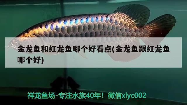 金龍魚和紅龍魚哪個好看點(金龍魚跟紅龍魚哪個好)