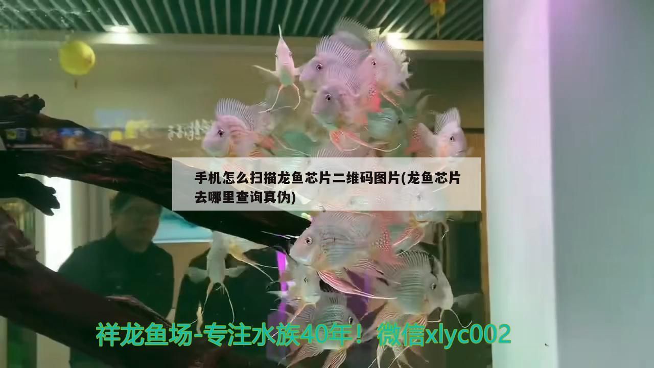 手機(jī)怎么掃描龍魚芯片二維碼圖片(龍魚芯片去哪里查詢真?zhèn)? 手機(jī)怎么掃描龍魚芯片二維碼圖片(龍魚芯片去哪里查詢真?zhèn)? 觀賞魚百科