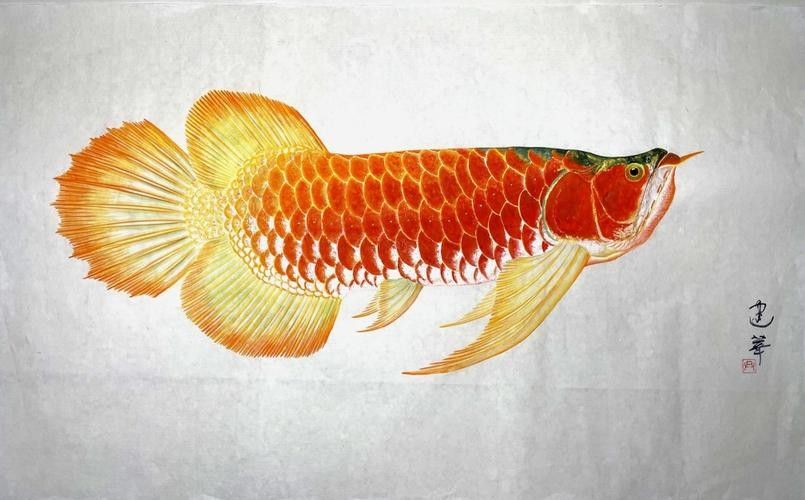 龍魚圖片 國畫高清