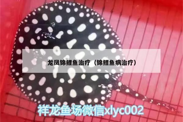 龍鳳鯉魚常見病預(yù)防技巧，龍鳳鯉魚常見病的預(yù)防技巧