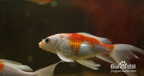 龍鳳鯉魚常見病預(yù)防技巧，龍鳳鯉魚常見病的預(yù)防技巧