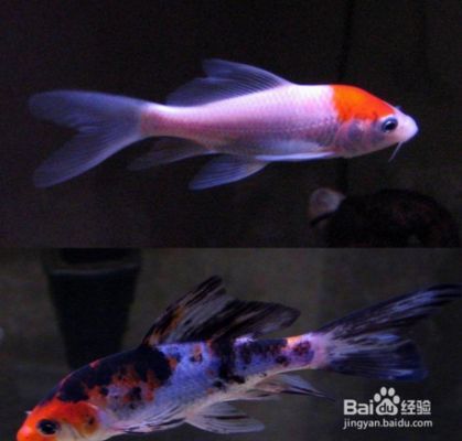 龍鳳鯉魚常見病預(yù)防技巧，龍鳳鯉魚常見病的預(yù)防技巧