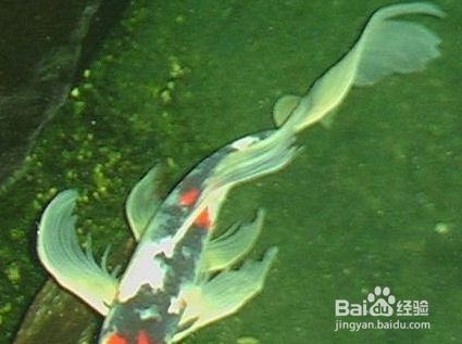 龍鳳鯉魚常見病預(yù)防技巧，龍鳳鯉魚常見病的預(yù)防技巧