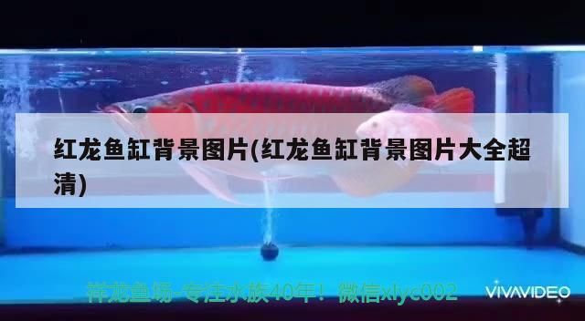 我的虎魚真菌感染了要怎么處理 紅龍魚缸背景圖片(紅龍魚缸背景圖片大全超清) 觀賞魚百科 紅龍魚缸背景圖片(紅龍魚缸背景圖片大全超清) 紅龍魚缸背景圖片(紅龍魚缸背景圖片大全超清) 觀賞魚百科