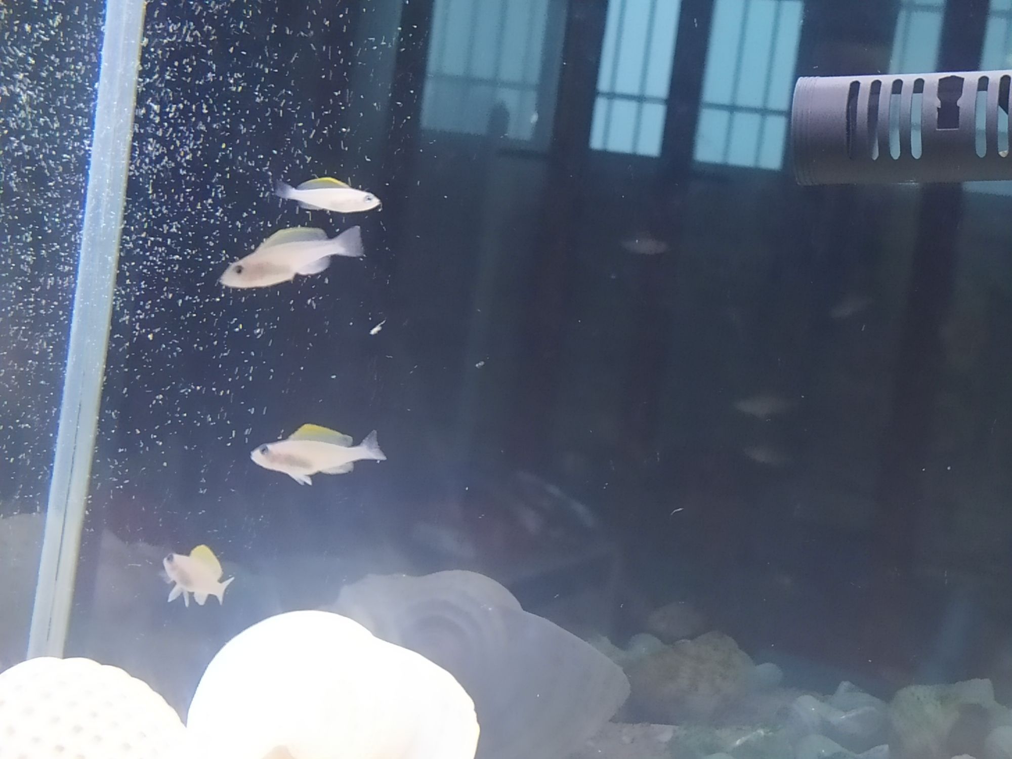 鄭州觀賞魚市場坦湖大混養記錄一下