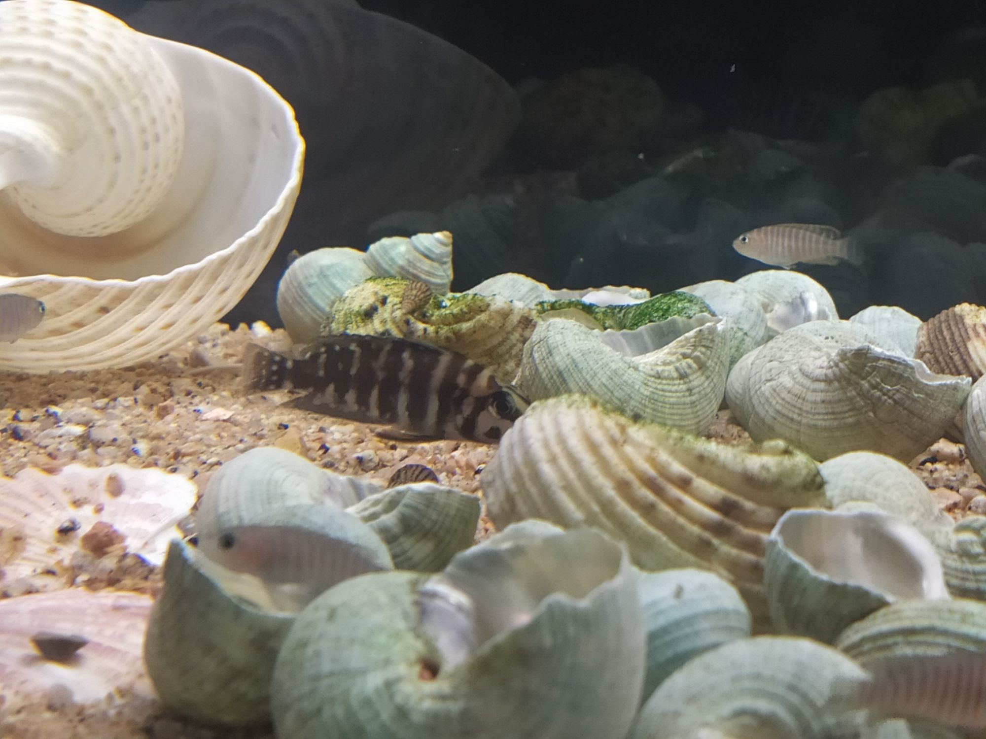 鄭州觀賞魚市場坦湖大混養記錄一下