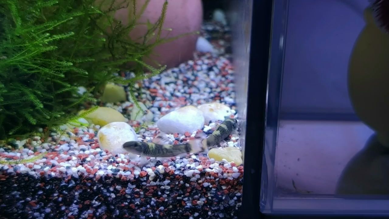 小精靈魚