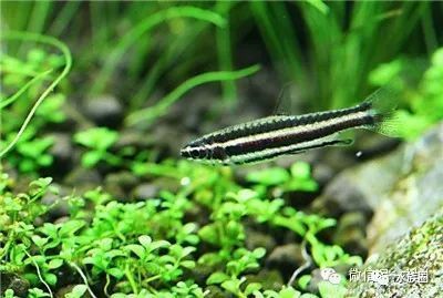 龍魚老爬缸怎么辦(龍魚為什么老是爬缸,是不是水質(zhì)問題導致龍魚頻繁爬缸) 觀賞魚百科 第1張 龍魚老爬缸怎么辦(龍魚為什么老是爬缸,是不是水質(zhì)問題導致龍魚頻繁爬缸) 龍魚老爬缸怎么辦(龍魚為什么老是爬缸,是不是水質(zhì)問題導致龍魚頻繁爬缸) 觀賞魚百科 第1張