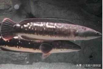 龍魚老爬缸怎么辦(龍魚為什么老是爬缸,是不是水質(zhì)問題導致龍魚頻繁爬缸) 觀賞魚百科 第3張 龍魚老爬缸怎么辦(龍魚為什么老是爬缸,是不是水質(zhì)問題導致龍魚頻繁爬缸) 龍魚老爬缸怎么辦(龍魚為什么老是爬缸,是不是水質(zhì)問題導致龍魚頻繁爬缸) 觀賞魚百科 第3張