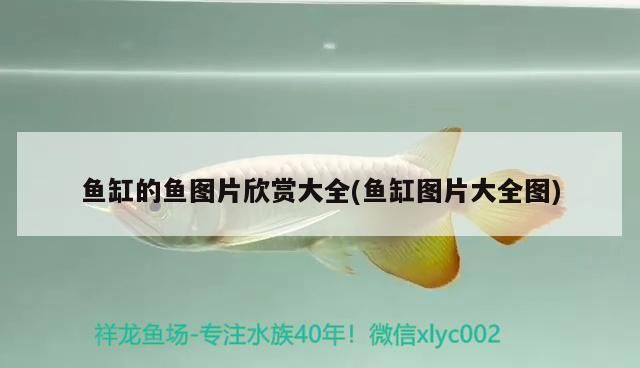 魚缸的魚圖片欣賞大全(魚缸圖片大全圖) 魚缸的魚圖片欣賞大全(魚缸圖片大全圖) 觀賞魚百科