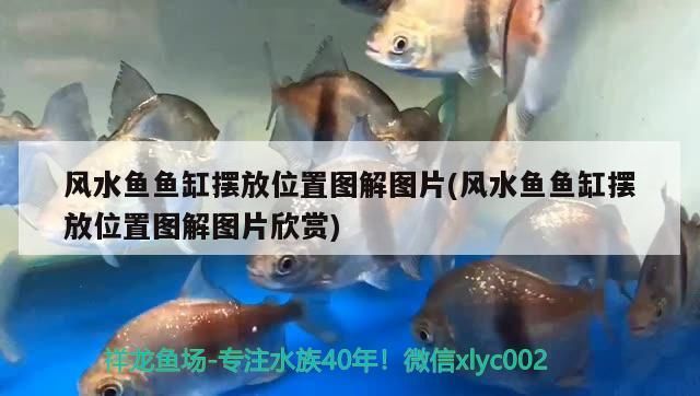 風水魚魚缸擺放位置圖解圖片(風水魚魚缸擺放位置圖解圖片欣賞)