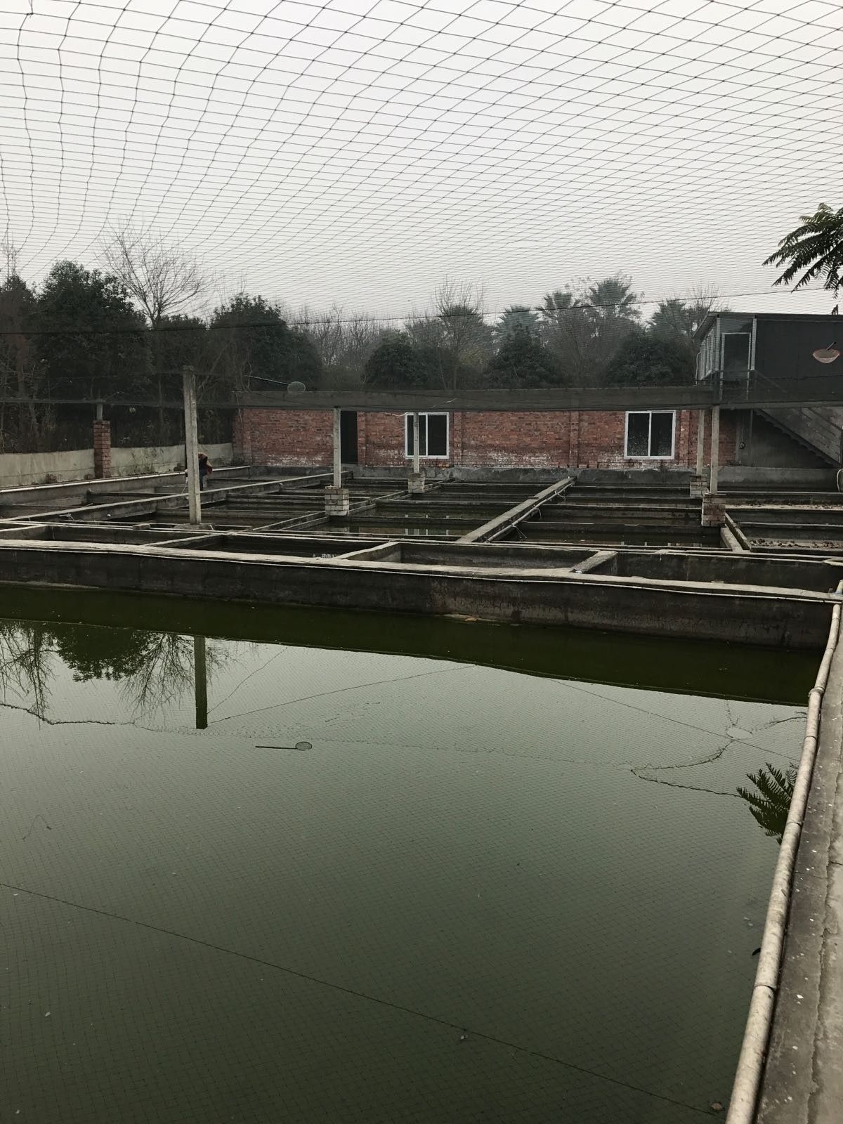 溫江龍魚