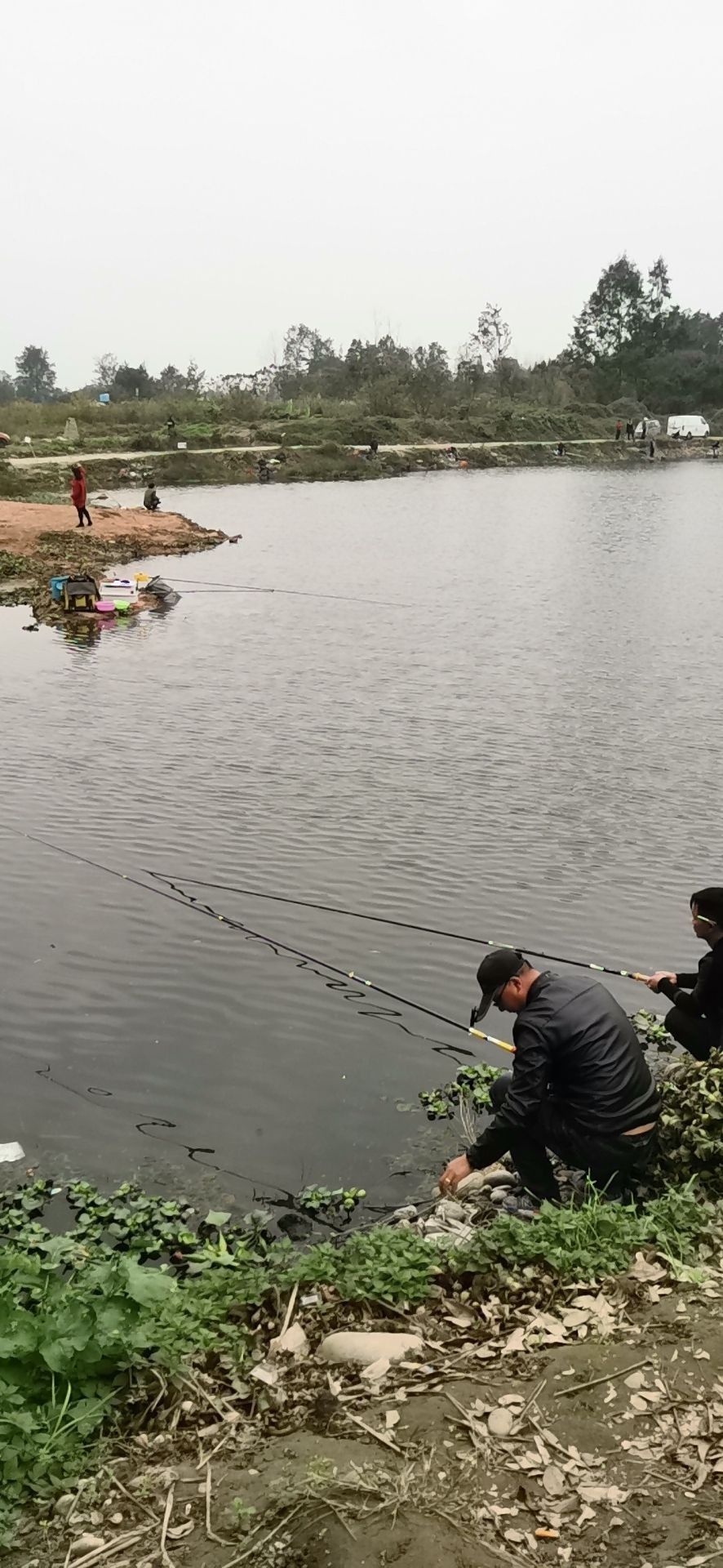 溫江龍魚