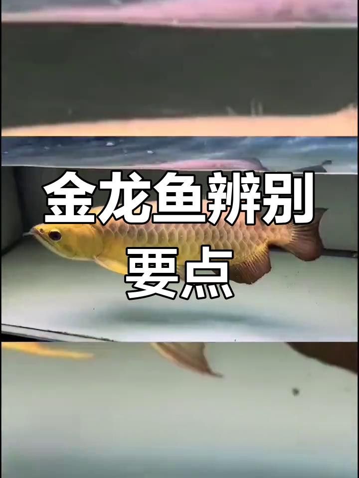 延壽金龍魚長什么樣子圖片