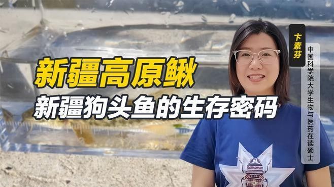 新疆狗頭魚(yú) 新疆狗頭魚(yú) 觀賞魚(yú)百科 第1張