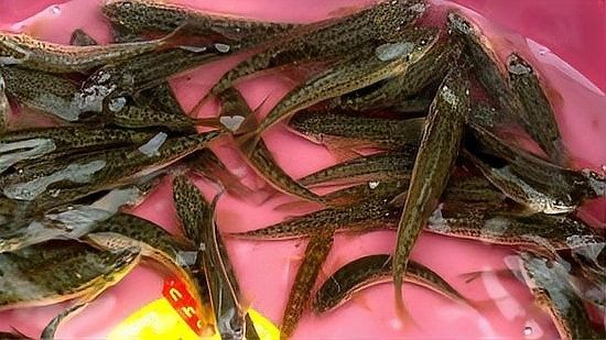 新疆狗頭魚(yú) 新疆狗頭魚(yú) 觀賞魚(yú)百科 第2張