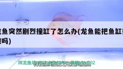 什么魚能和龍魚、虎魚混養(龍魚能和虎魚混養嗎) 龍魚突然劇烈撞缸了怎么辦(龍魚能把魚缸撞破嗎) 觀賞魚百科 龍魚突然劇烈撞缸了怎么辦(龍魚能把魚缸撞破嗎) 龍魚突然劇烈撞缸了怎么辦(龍魚能把魚缸撞破嗎) 觀賞魚百科