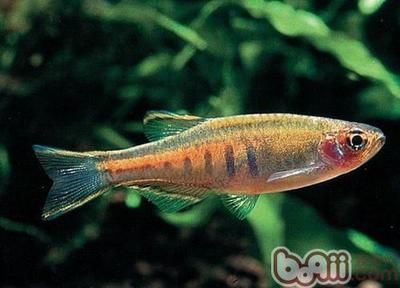 淡水魚觀賞魚有哪些種類（淡水觀賞魚的種類） 淡水魚觀賞魚有哪些種類（淡水觀賞魚的種類） 觀賞魚百科 第1張