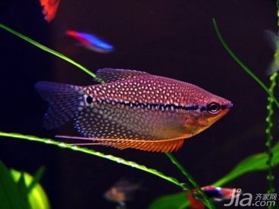淡水魚觀賞魚有哪些種類（淡水觀賞魚的種類） 淡水魚觀賞魚有哪些種類（淡水觀賞魚的種類） 觀賞魚百科 第3張