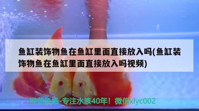 海洋水族館的魚，你知道多少？（上海海洋水族館作文2、描寫水族館作文3、許昌海洋館）