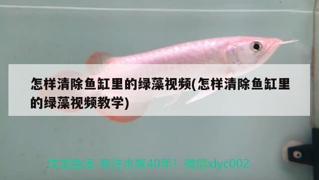 海洋水族館的魚，你知道多少？（上海海洋水族館作文2、描寫水族館作文3、許昌海洋館）