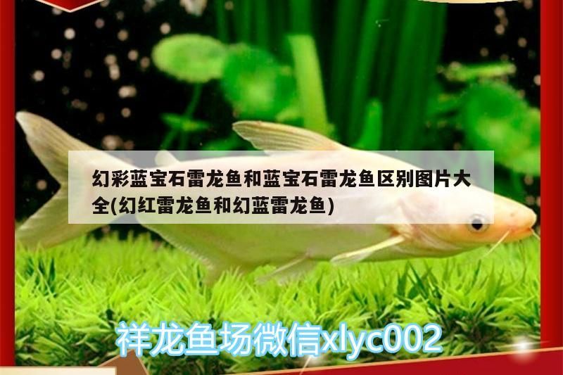 幻彩藍寶石雷龍魚和藍寶石雷龍魚區別圖片大全(幻紅雷龍魚和幻藍雷龍魚)