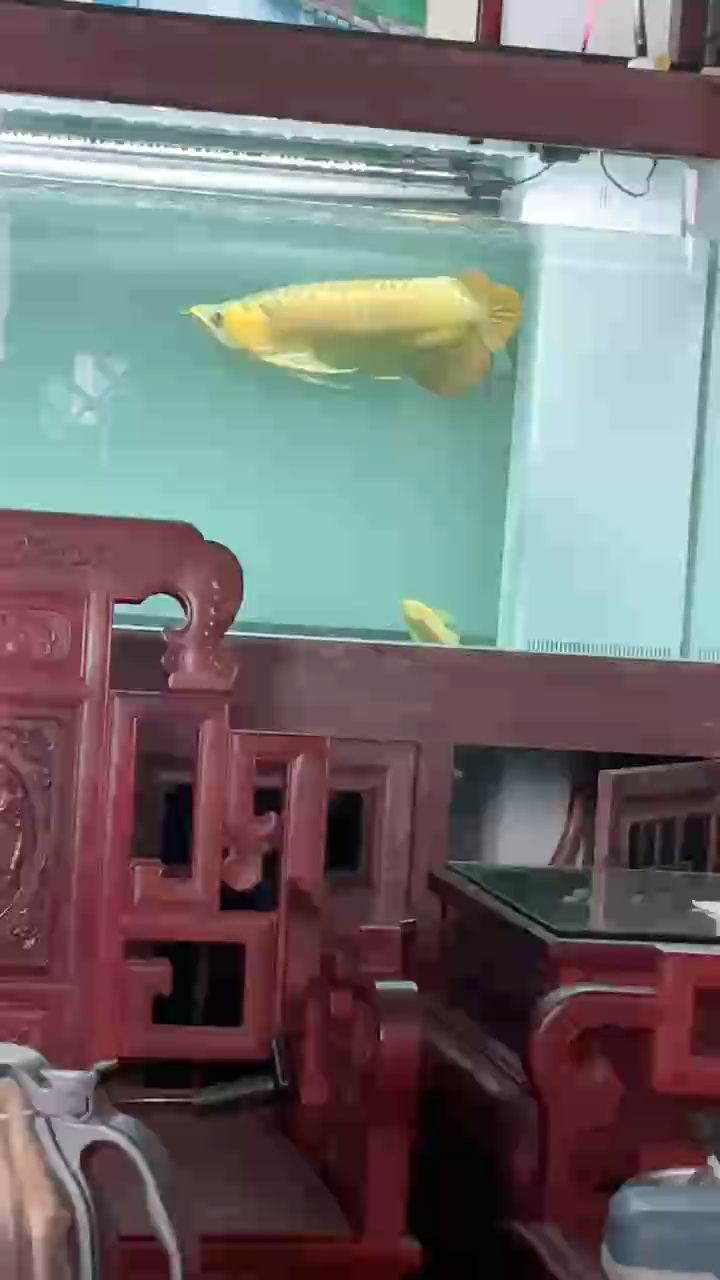 夢中情魚