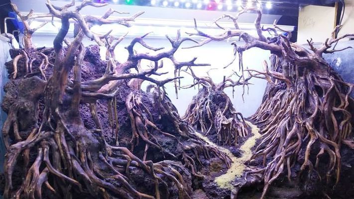 龍魚常見的疾病有哪些呢（龍魚常見的疾病有哪些呢圖片）