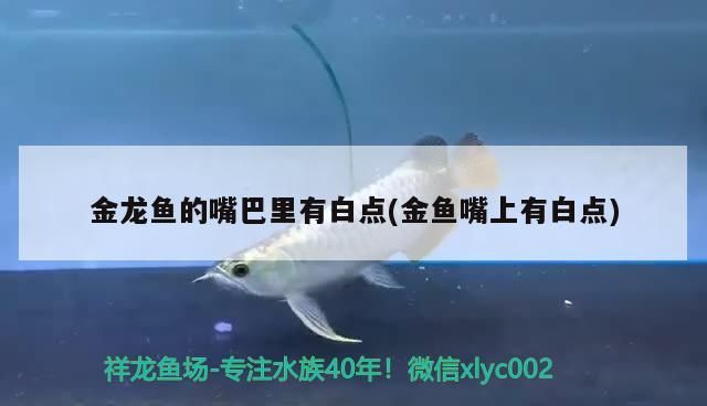 魚藥 金龍魚的嘴巴里有白點(金魚嘴上有白點) 觀賞魚百科 金龍魚的嘴巴里有白點(金魚嘴上有白點) 金龍魚的嘴巴里有白點(金魚嘴上有白點) 觀賞魚百科