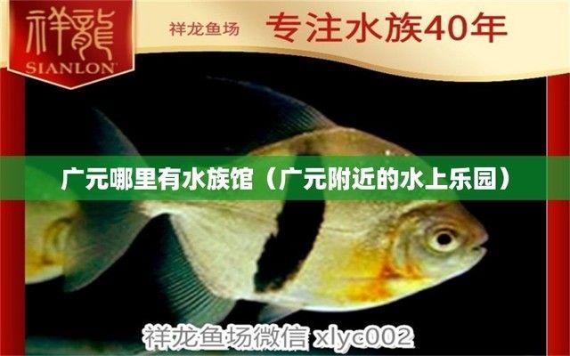 廣元龍魚專賣店:廣元哪里有賣魚缸的地方 觀賞魚百科 第11張 廣元龍魚專賣店:廣元哪里有賣魚缸的地方 廣元龍魚專賣店:廣元哪里有賣魚缸的地方 觀賞魚百科 第11張
