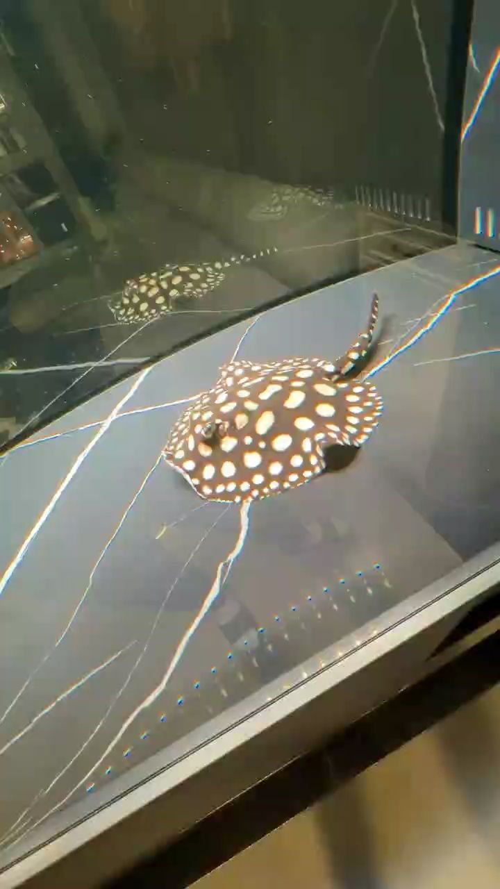 求助！！非常急！??！ 求助！！非常急?。。?龍魚論壇