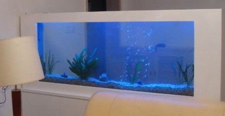 紅龍魚發色期光照管理（紅龍魚發色期的光照管理）