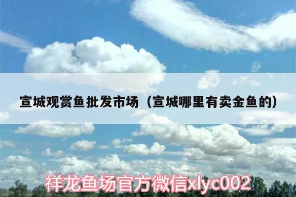 宣城觀賞魚(yú)批發(fā)市場(chǎng)（宣城哪里有賣(mài)金魚(yú)的） 宣城觀賞魚(yú)批發(fā)市場(chǎng)（宣城哪里有賣(mài)金魚(yú)的） 觀賞魚(yú)百科