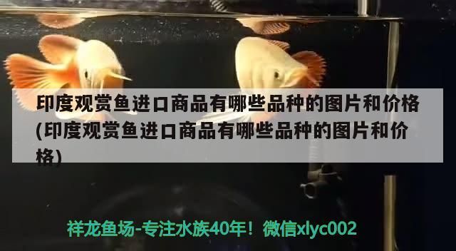 印度觀賞魚進口商品有哪些品種的圖片和價格(印度觀賞魚進口商品有哪些品種的圖片和價格)