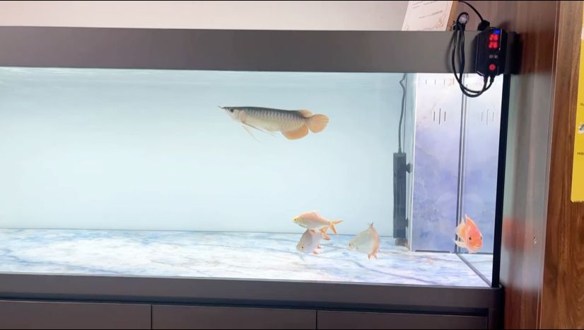 入缸第二天，狀態妥妥。 入缸第二天，狀態妥妥。 龍魚論壇