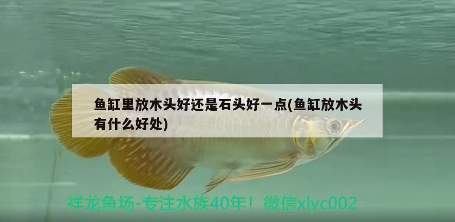 魚(yú)缸里放木頭好還是石頭好一點(diǎn)(魚(yú)缸放木頭有什么好處) 魚(yú)缸里放木頭好還是石頭好一點(diǎn)(魚(yú)缸放木頭有什么好處) 觀賞魚(yú)百科