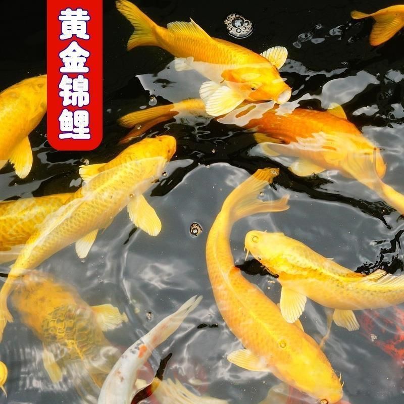 還TM可以