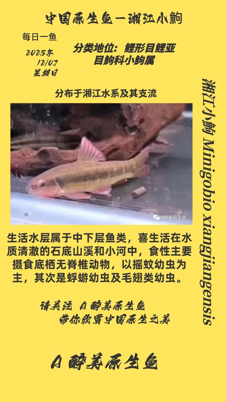 湘江小鮈