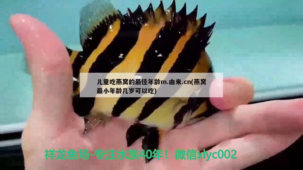 如何判斷龍魚是否泡藥，如何判斷龍魚是否被泡藥