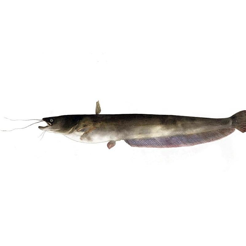 撒旦鴨嘴魚撞壞了啥樣 撒旦鴨嘴魚撞壞了啥樣 觀賞魚百科 第1張