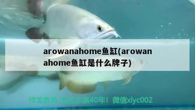 arowanahome魚缸(arowanahome魚缸是什么牌子) arowanahome魚缸(arowanahome魚缸是什么牌子) 觀賞魚百科