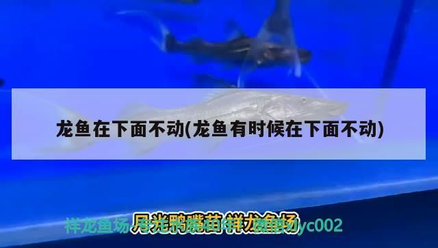 龍魚在下面不動(dòng)(龍魚有時(shí)候在下面不動(dòng))