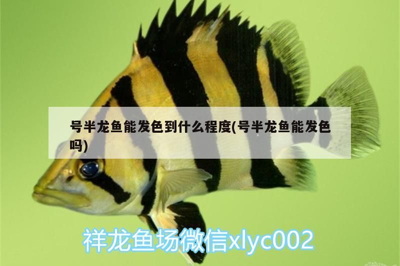 號半龍魚能發色到什么程度(號半龍魚能發色嗎) 號半龍魚能發色到什么程度(號半龍魚能發色嗎) 觀賞魚百科