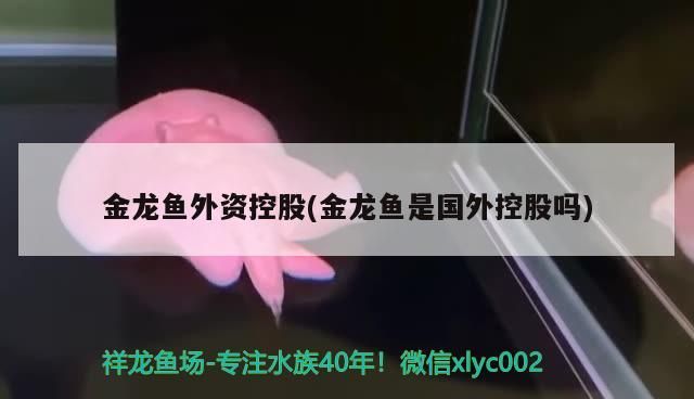 金龍魚外資控股(金龍魚是國外控股嗎)