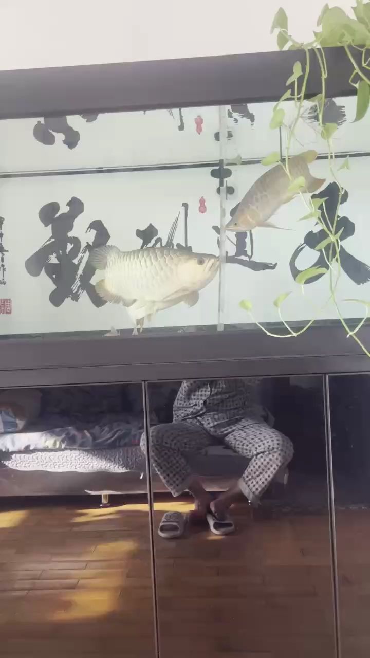 小龍32個月了