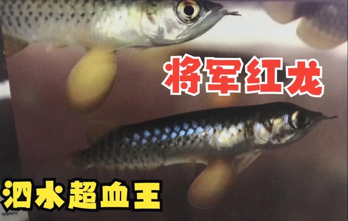 將軍紅龍魚有什么特點 將軍紅龍魚有什么特點 觀賞魚百科 第1張