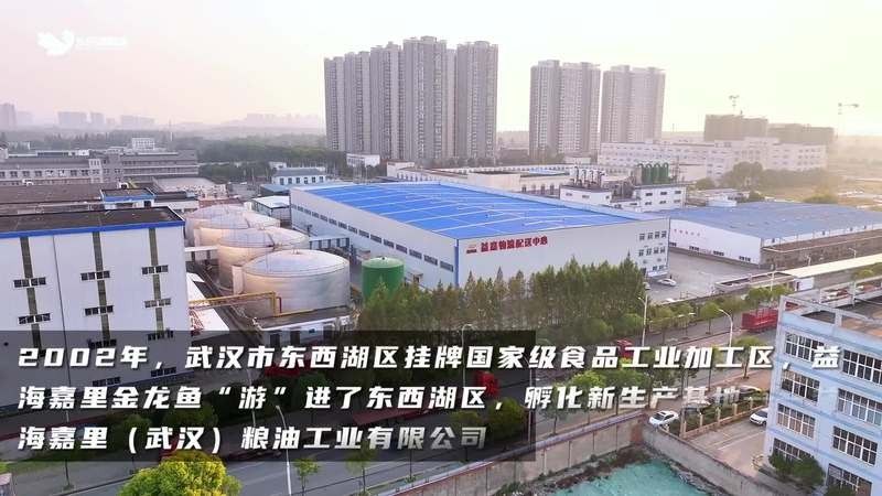 湖北金龍魚廠家地址 湖北金龍魚廠家地址 觀賞魚百科 第3張