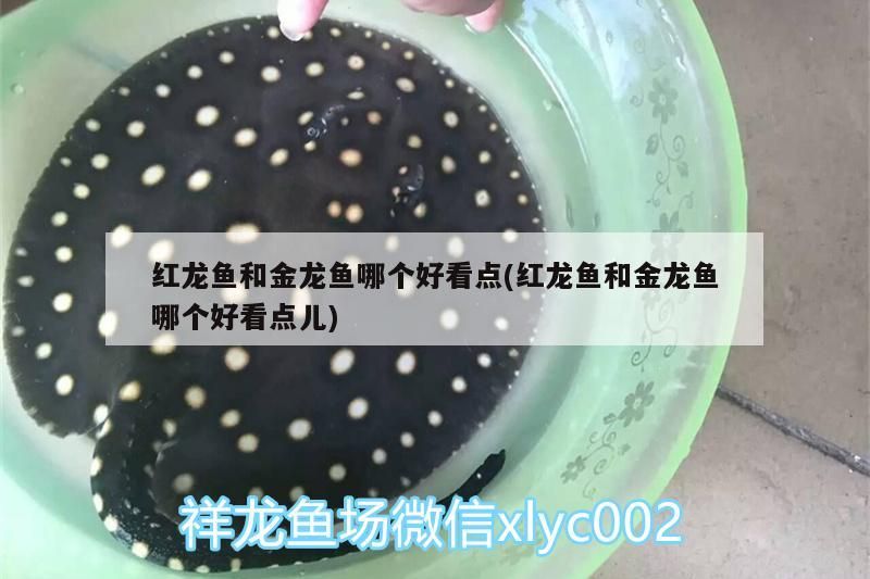 六角龍魚多久喂一次魚食好 六角龍魚多久喂一次魚食好 觀賞魚百科 第3張