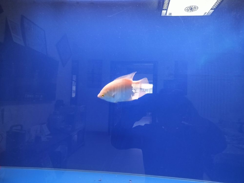 招財魚跳缸 招財魚跳缸 龍魚論壇