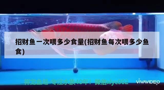 招財魚一次喂多少食量(招財魚每次喂多少魚食) 招財魚一次喂多少食量(招財魚每次喂多少魚食) 觀賞魚百科 第2張